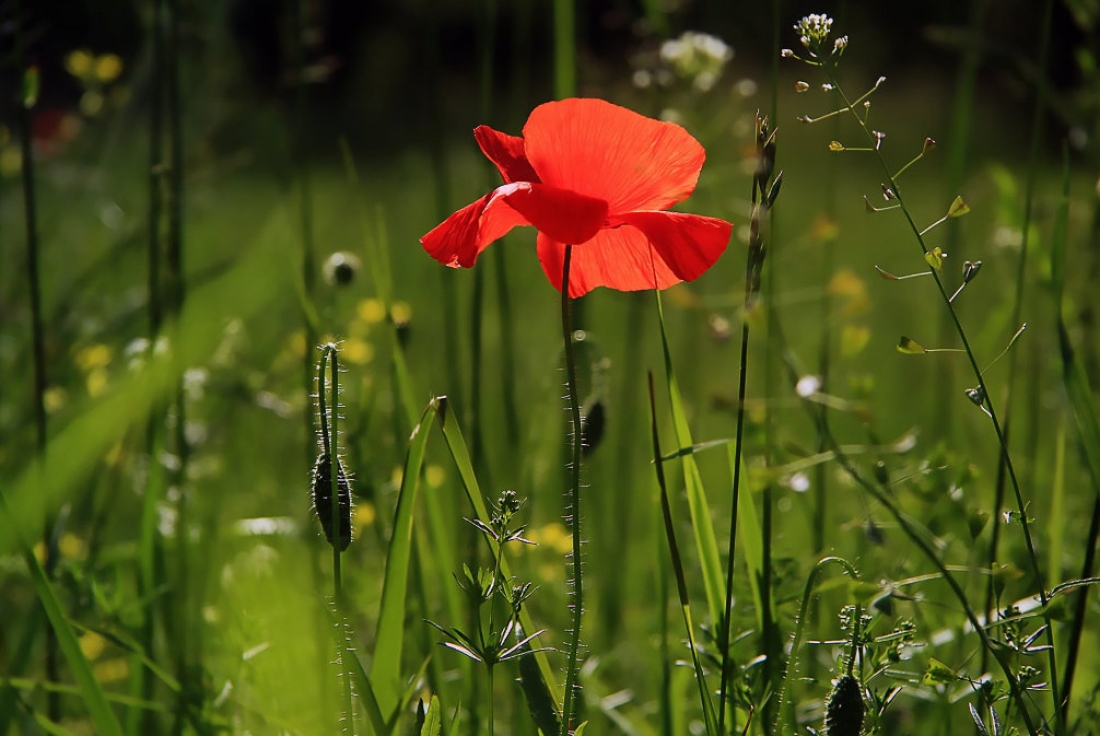 "&Gamma;&iota;&omicron;&gamma;&kappa;&iota;&kappa;ά &epsilon;&rho;&gamma;&alpha;&lambda;&epsilon;ί&alpha;" &gamma;&iota;&alpha; &tau;&omicron;&nu; έ&lambda;&epsilon;&gamma;&chi;&omicron; &tau;&omicron;&upsilon; &nu;&omicron;&upsilon;