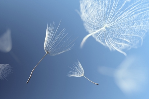 &Delta;&iota;&omicron;&rho;&theta;ώ&sigma;&tau;&epsilon; &tau;&eta;&nu; &kappa;&omicron;&rho;&mu;&omicron;&sigma;&tau;&alpha;&sigma;&iota;ά &kappa;&alpha;&iota; &alpha;&pi;&omicron;&mu;&alpha;&kappa;&rho;ύ&nu;&epsilon;&tau;&epsilon; &tau;&omicron;&upsilon;&sigmaf; &pi;ό&nu;&omicron;&upsilon;&sigmaf; &tau;&eta;&sigmaf; &pi;&lambda;ά&tau;&eta;&sigmaf;