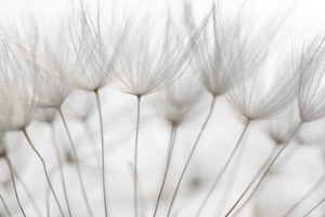 &Eta; &alpha;&nu;&alpha;&pi;&nu;&omicron;ή &tau;&eta;&sigmaf; &mu;&alpha;&kappa;&rho;&omicron;&zeta;&omega;ί&alpha;&sigmaf;